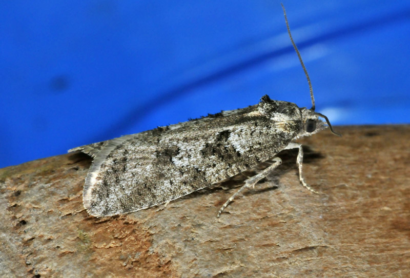 Tortricidae - Cnephasia sp.